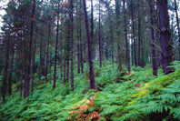 Gestión forestal 
y conservación de la 
biodiversidad en Vizcaya